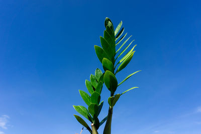 Low angle view of plant against blue sky