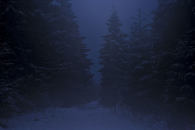 Scenic view of snow covered forest