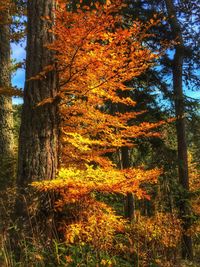 Close-up of tree during autumn