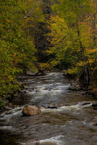 River flowing through forest