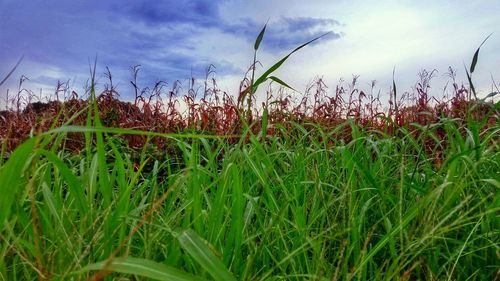 Trees growing on field against sky