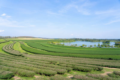 Scenic view of agricultural field against sky