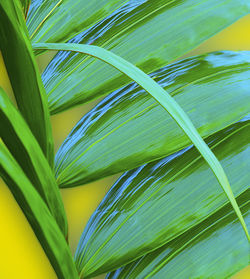 Close-up of plant