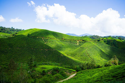 Scenic view of agricultural field against sky