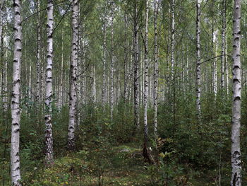 View of trees in forest