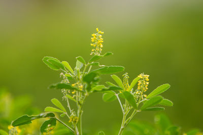 Close-up of insect on plant