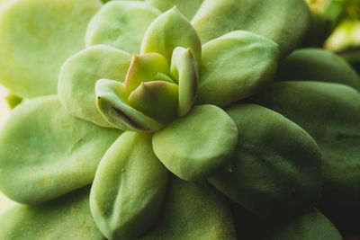 Full frame shot of green fruit