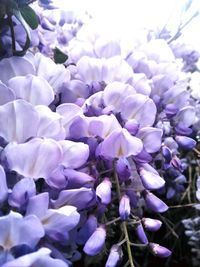 Close-up of purple flowers