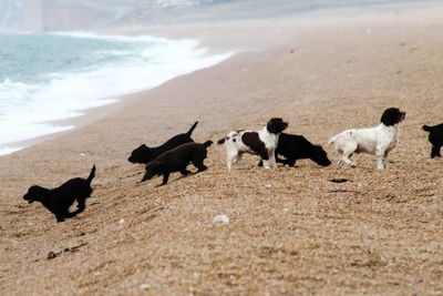 View of dogs on beach