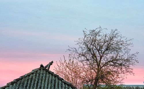 Low angle view of tree and building against sky