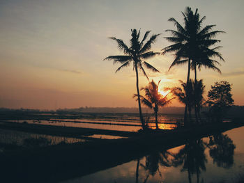 Silhouette palm trees by swimming pool against sky during sunset