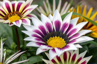 Close-up of purple flower