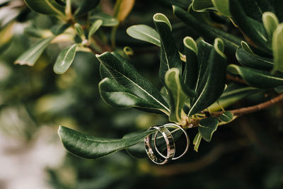 Close-up of green leaves on plant