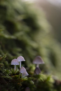 Close-up of mushroom growing on plant