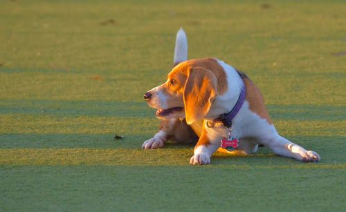 Dog on grassy field