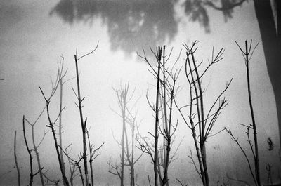 Low angle view of bare trees against sky