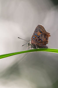 Close-up of butterfly