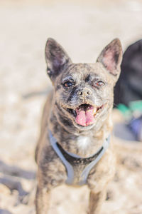 Close-up of dog