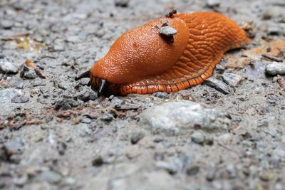 Close-up of a slug 