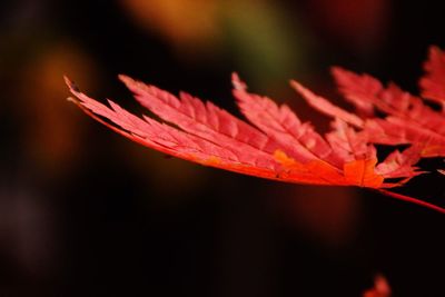 Close-up of maple leaf during autumn
