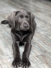 LabradorRetrieve