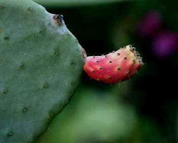 Close-up of succulent plant growing outdoors