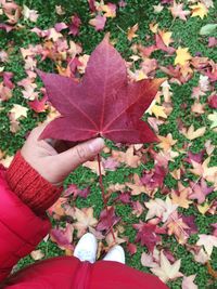 Midsection of person holding maple leaves during autumn