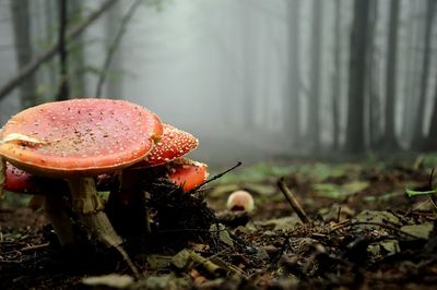 Close-up of fungus growing on tree trunk