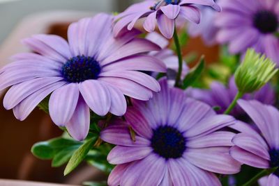 Close-up of purple flowers