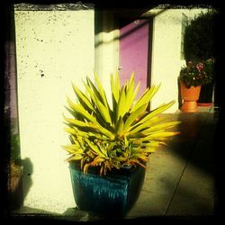 Potted plants in pot