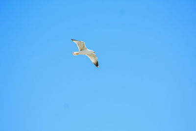 Low angle view of seagull flying
