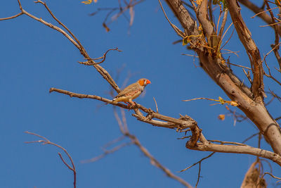 Low angle view of bird perching on tree