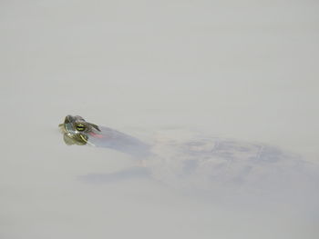 Close-up of duck swimming in water against white background