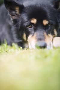 Close-up of dog on field