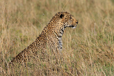 Close-up of leopard in grass