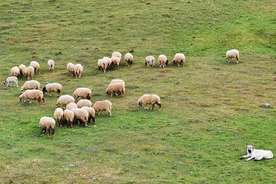 Sheep grazing in a field