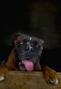 Close-up portrait of dog relaxing at home