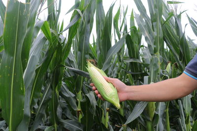 Close-up of hand holding plant in field