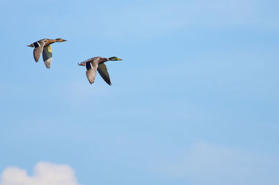 Low angle view of birds flying against sky