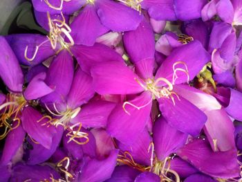 High angle view of pink flowering plants