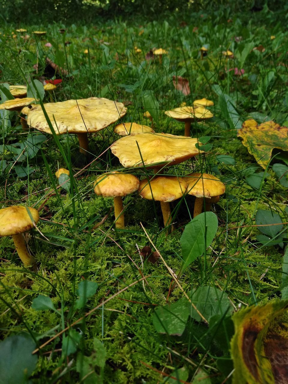 DRY LEAVES ON GRASS