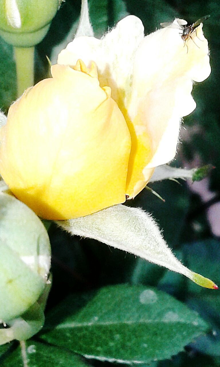 CLOSE-UP OF YELLOW FLOWER AND LEAVES
