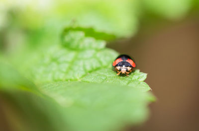 Close-up of ladybug on leaf