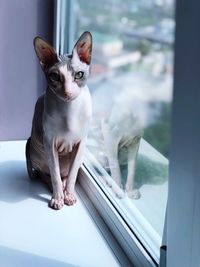 Portrait of sphynx cat sitting by window at home