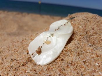 Close-up of seashell on beach