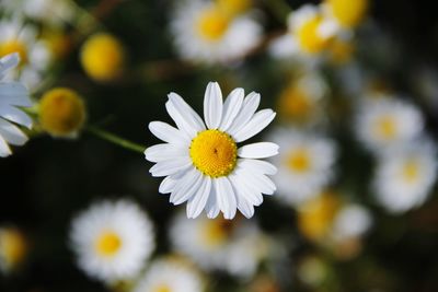 Close-up of white flowers blooming outdoors
