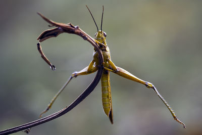 Grasshopper on nature