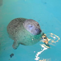 Seal swimming