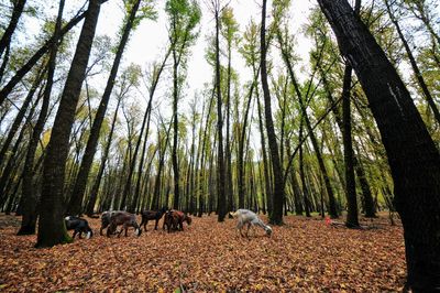 Panoramic view of trees on field