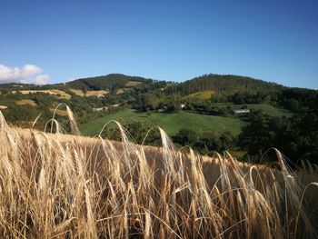 Scenic view of agricultural field against clear blue sky